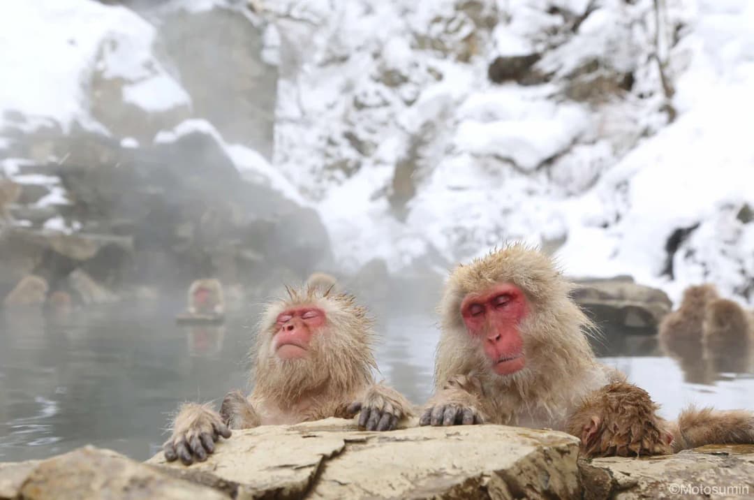Snow Monkeys & Zen